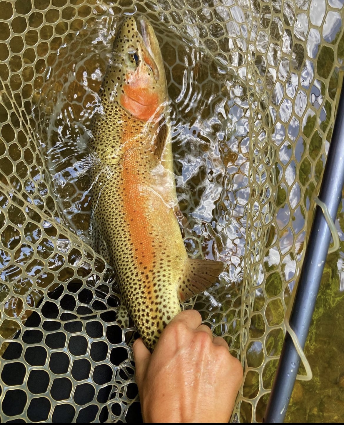 Summer Fly Fishing Bliss