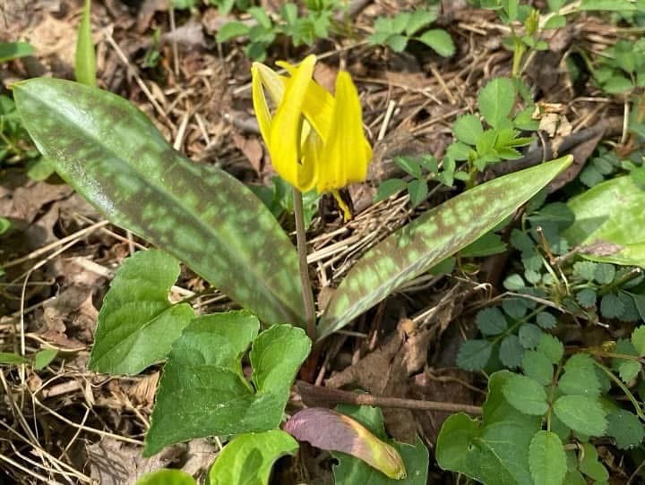 Wildflowers to See While Sporting Clays Shooting in North Georgia